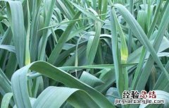 大蒜抽薹期注意事项 大蒜抽薹期的管理要点