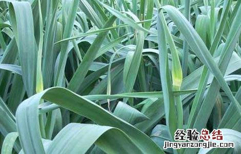 大蒜抽薹期注意事项 大蒜抽薹期的管理要点