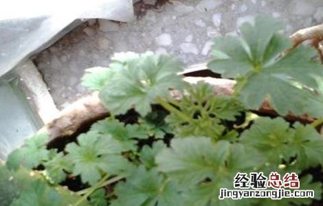 香菜葉片发白的原因及解决方法 香菜叶子发白