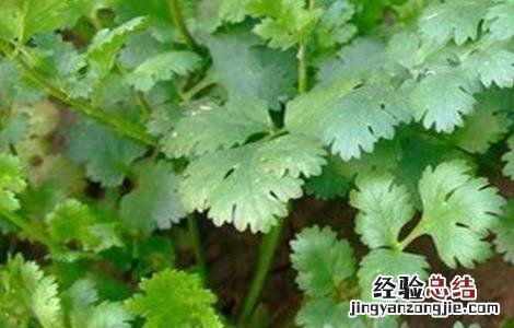香菜葉片发白的原因及解决方法 香菜叶子发白