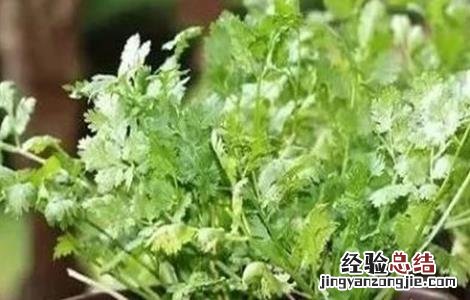 香菜葉片发白的原因及解决方法 香菜叶子发白