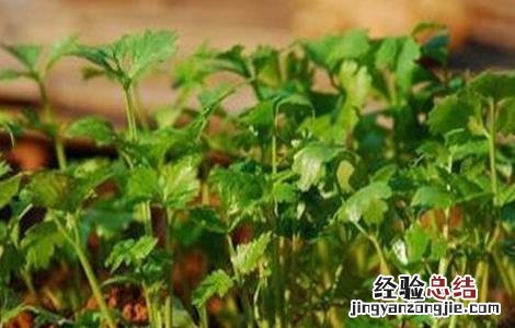 香菜葉片发白的原因及解决方法 香菜叶子发白