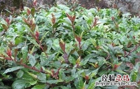 紫背菜苗种植方法 紫背菜种植技术