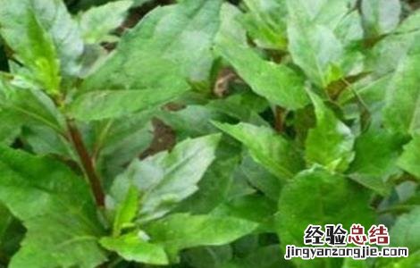 紫背菜苗种植方法 紫背菜种植技术
