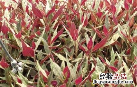 紫背菜苗种植方法 紫背菜种植技术