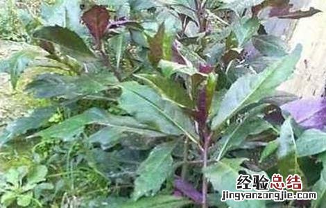 紫背菜苗种植方法 紫背菜种植技术