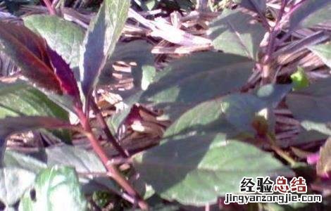 紫背菜苗种植方法 紫背菜种植技术