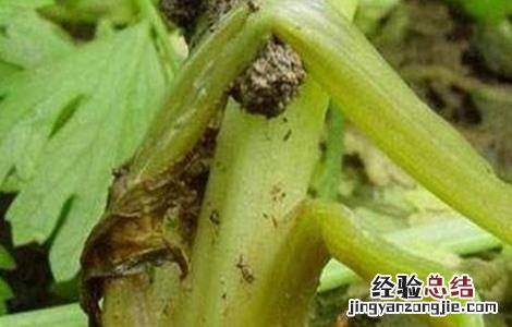 芹菜烧心的防治方法有哪些 芹菜烧心的防治方法