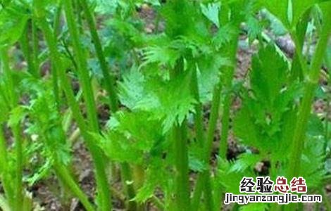 芹菜烧心的防治方法有哪些 芹菜烧心的防治方法