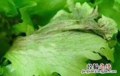 生菜叶子有黄点斑点是什么情况 生菜叶片出现斑点是什么原因