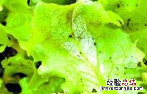 生菜叶子有黄点斑点是什么情况 生菜叶片出现斑点是什么原因