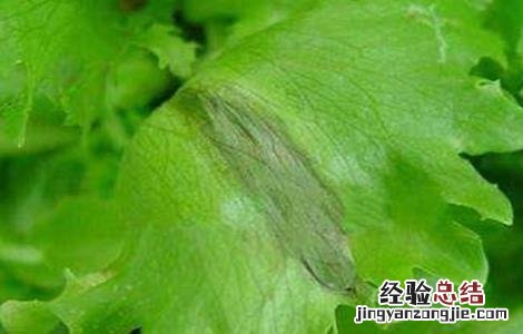 生菜叶子有黄点斑点是什么情况 生菜叶片出现斑点是什么原因