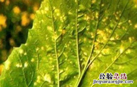 生菜叶子有黄点斑点是什么情况 生菜叶片出现斑点是什么原因