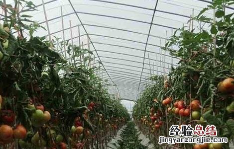 大棚番茄如何进行管理 大棚番茄如何进行管理施肥
