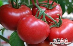 大棚番茄如何进行管理 大棚番茄如何进行管理施肥