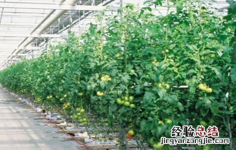 大棚番茄如何进行管理 大棚番茄如何进行管理施肥