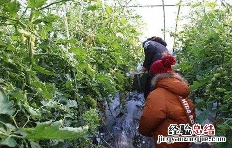 黄瓜空心的原因及防治方法 黄瓜怎样防病