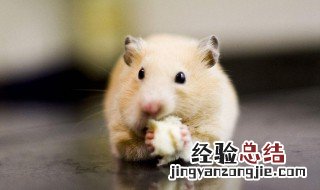 仓鼠最喜欢吃什么啊 仓鼠最喜欢吃什么啊