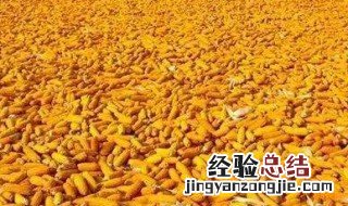 种玉米要几天才能成熟收获 种玉米需要多少天成熟