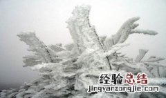 雾凇能放室内养吗 雾凇适合放家里养吗有毒吗