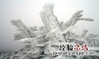 雾凇能放室内养吗 雾凇适合放家里养吗有毒吗