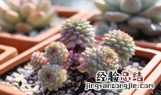 小红衣多肉怎么养 小红衣多肉怎么养好看