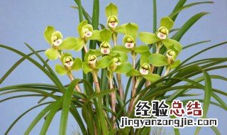 那些兰花有叶柄环 蕙兰有没有叶柄环