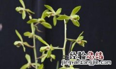 大一品与一品梅有什么区别 程梅和大一品的区别