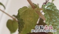 吸毒草能过冬天吗 吸毒草冬天会冻死吗