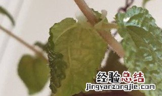 吸毒草能过冬天吗 吸毒草冬天会冻死吗