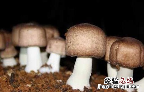 姬松茸的生长环境和图片 姬松茸生长对环境条件的要求