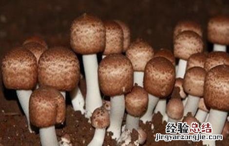 姬松茸的生长环境和图片 姬松茸生长对环境条件的要求