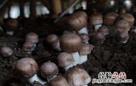 姬松茸的生长环境和图片 姬松茸生长对环境条件的要求