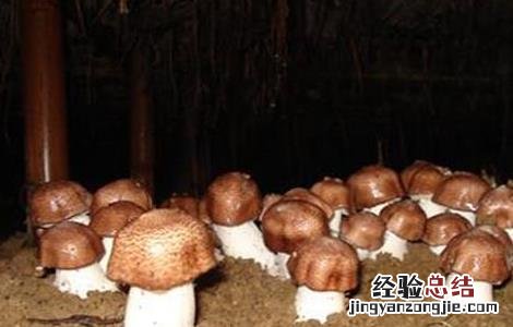 姬松茸的生长环境和图片 姬松茸生长对环境条件的要求