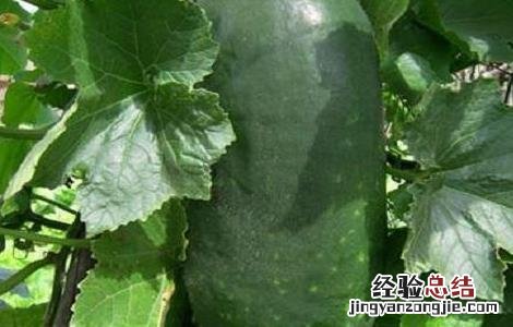 冬瓜的施肥方法有哪些 冬瓜的施肥方法