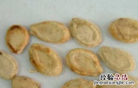 冬瓜种子的催芽方法图片 冬瓜种子的催芽方法