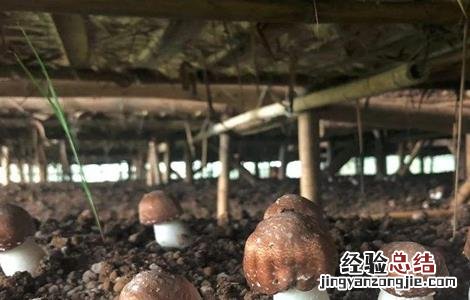 姬松茸怎样种植 姬松茸该怎么种植