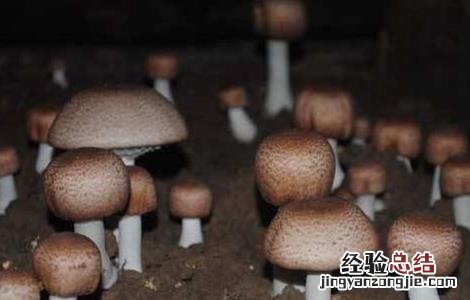 姬松茸怎样种植 姬松茸该怎么种植