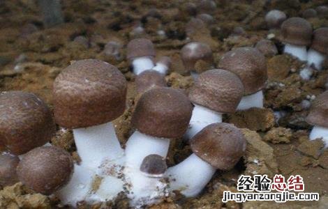 姬松茸怎样种植 姬松茸该怎么种植