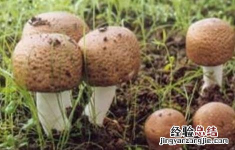 姬松茸怎样种植 姬松茸该怎么种植