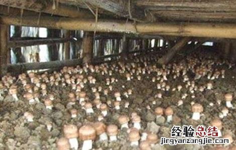 姬松茸怎样种植 姬松茸该怎么种植