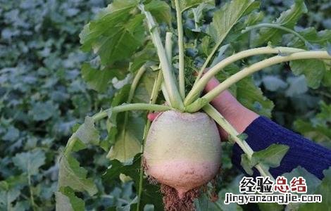 心里美萝卜種植技術 心里美萝卜种植方法