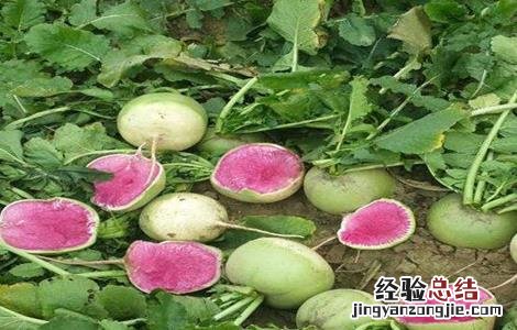 心里美萝卜種植技術 心里美萝卜种植方法