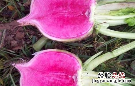 心里美萝卜種植技術 心里美萝卜种植方法