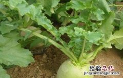 心里美萝卜種植技術 心里美萝卜种植方法