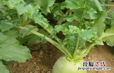 心里美萝卜種植技術 心里美萝卜种植方法