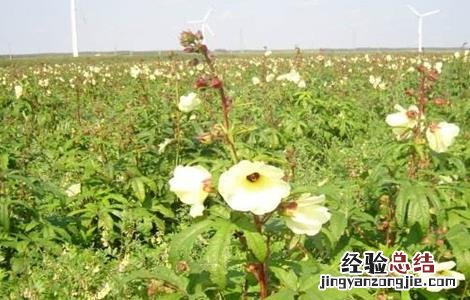 金花葵的栽培技术 金花葵的田间管理