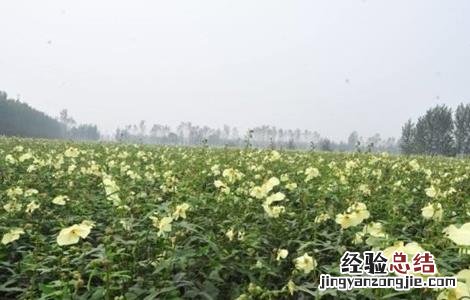 金花葵的栽培技术 金花葵的田间管理