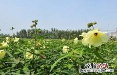 金花葵的栽培技术 金花葵的田间管理