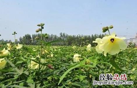 金花葵的栽培技术 金花葵的田间管理